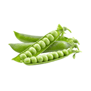 Organic lettuce