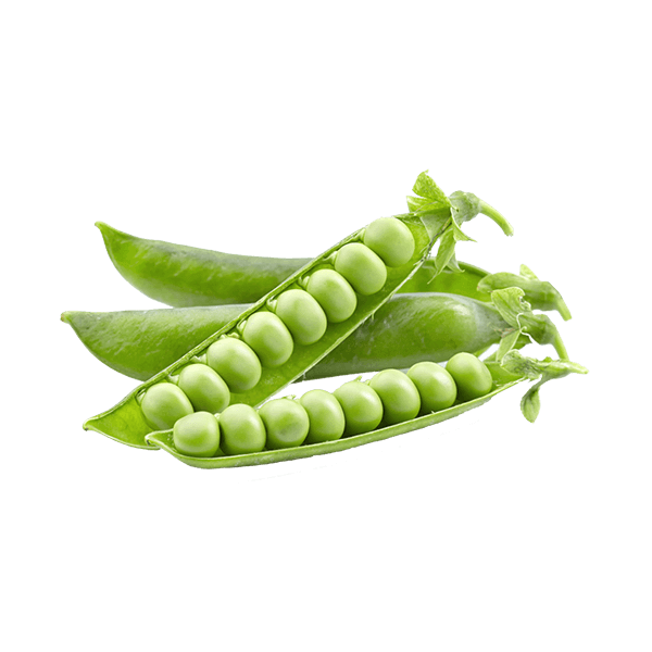 Organic lettuce